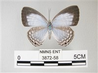 藏品(淡青雅波灰蝶)的圖片