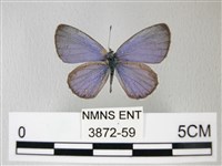 藏品(細邊琉灰蝶)的圖片