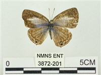 藏品(大娜波灰蝶)的圖片