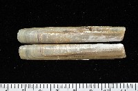 藏品((新種)蟶蛤)的圖片