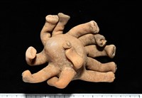 藏品(寄居蟹鞘群海葵)的圖片