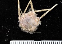 藏品(單色沙棱海膽)的圖片