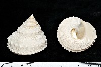 藏品(白鐘螺)的圖片