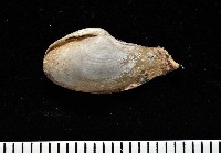 藏品(臺灣波浪蛤(新種))的圖片