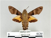 藏品(膝帶長喙天蛾)的圖片