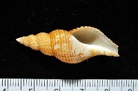 藏品(琉球峨螺)的圖片