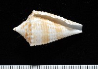 藏品(土生芋螺(新種))的圖片
