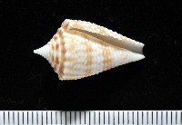 藏品(土生芋螺(新種))的圖片