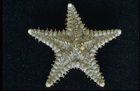 藏品(玉緣棘角海星(紫氏麗海星))的圖片