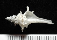 藏品(柯孫骨螺(新種))的圖片