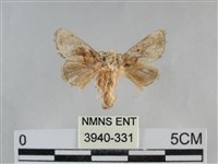 藏品(基褐刺蛾)的圖片