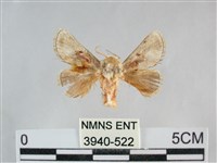 藏品(基褐刺蛾)的圖片