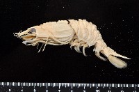 藏品(臺灣鐮蝦)的圖片