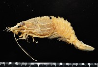 藏品(新種雕褐蝦)的圖片