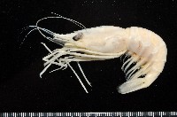 藏品(臺灣長額蝦)的圖片