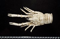 藏品(臺灣仿刺鎧蝦)的圖片