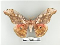 藏品(大綠目天蠶蛾)的圖片