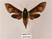 藏品(雙斑白肩天蛾)的圖片