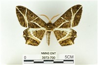 藏品(樹形尺蛾)的圖片