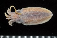 藏品(燕尾烏賊)的圖片