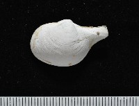 藏品(太平洋深淵杓蛤)的圖片