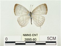 藏品(白雅波灰蝶)的圖片