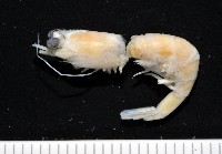 藏品(纖小麗額蝦)的圖片