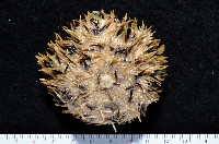 藏品(斑蘑海膽)的圖片