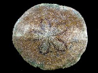 藏品(綠楯海膽)的圖片