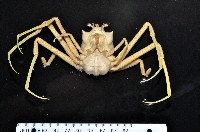 藏品(西伯加曼人面蟹)的圖片