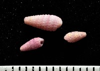 藏品(金黃三口螺(小紫左錐螺))的圖片