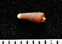 藏品(左錐螺之一種)的圖片