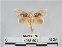 藏品(基褐刺蛾)的圖片