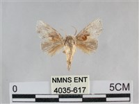 藏品(基褐刺蛾)的圖片