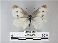 藏品(白粉蝶、紋白蝶)的圖片