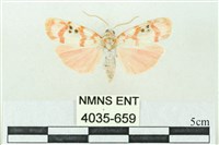 藏品(臺雪苔蛾)的圖片