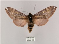 藏品(井上氏絨毛天蛾)的圖片