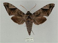 藏品(全緣缺角天蛾)的圖片