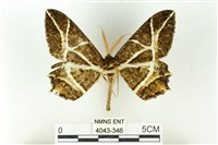 藏品(樹形尺蛾)的圖片