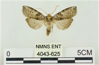 藏品(帶波紋蛾)的圖片