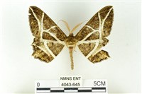 藏品(樹形尺蛾)的圖片