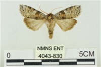 藏品(帶波紋蛾)的圖片