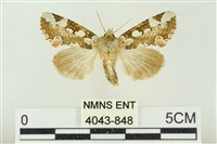 藏品(連珠波紋蛾)的圖片