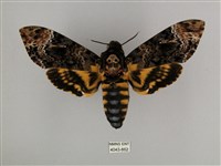 藏品(鬼臉天蛾)的圖片