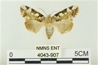 藏品(連珠波紋蛾)的圖片