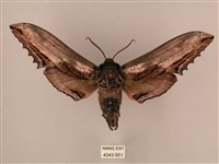 藏品(臺灣鋸翅天蛾)的圖片