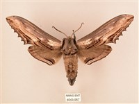 藏品(臺灣鋸翅天蛾)的圖片