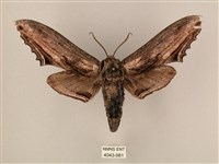 藏品(臺灣鋸翅天蛾)的圖片