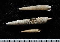 藏品(女王左錐螺)的圖片