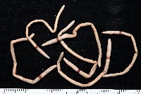 藏品(重期遠環蚓)的圖片